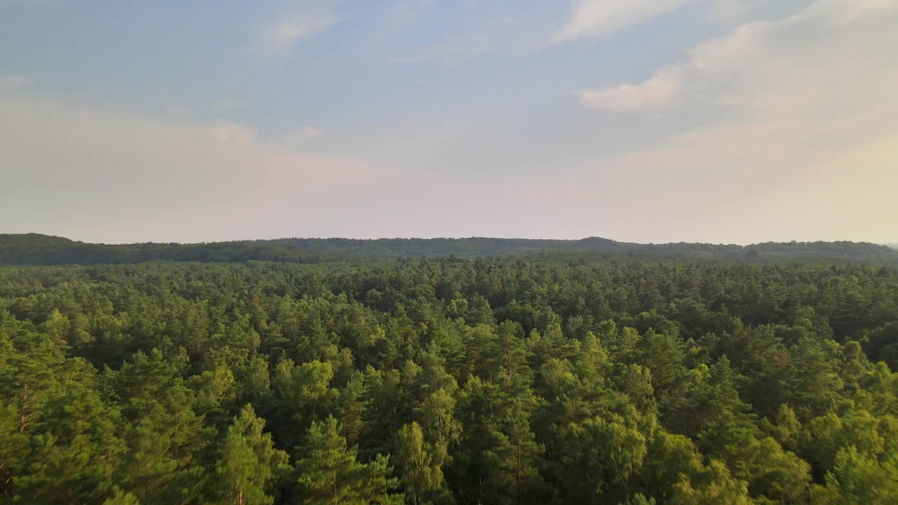 Fast drone flight above dense forest canopy on Rügen, under a clear sky with rolling hills in the distance.