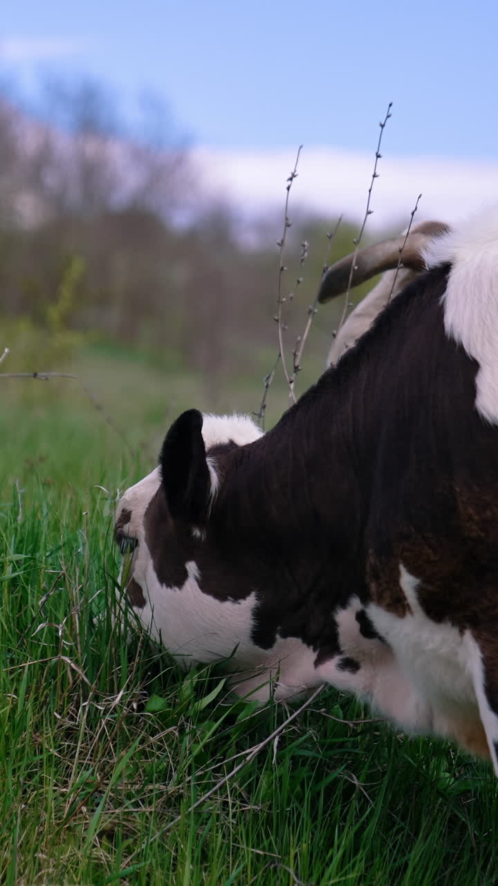 Calf is grazing grass. Black and white cow is grazing on pasture in spring day. Domestic animal on nature background. Vertical video
