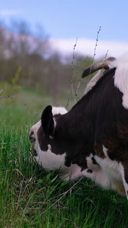 calf is grazing grass. black and white cow is grazing on pasture in spring day. domestic animal on nature background. vertical video