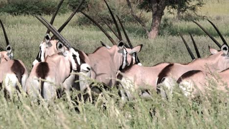 A group of young Oryx stand with their behinds to the camera in long, green grass in South Africa