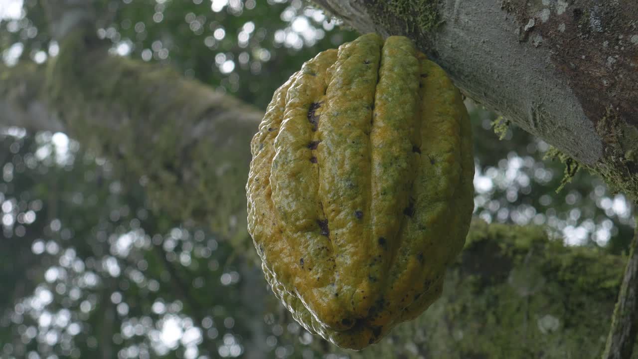 the shot captures a ripe cacao pod hanging from the trunk of a towering tree deep in the Amazon rainforest. The pod textured surface, rich in goldenbrown