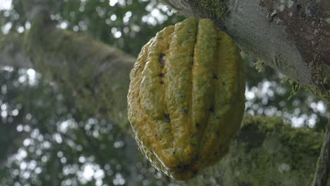 the shot captures a ripe cacao pod hanging from the trunk of a towering tree deep in the amazon rainforest. the pod textured surface, rich in goldenbrown
