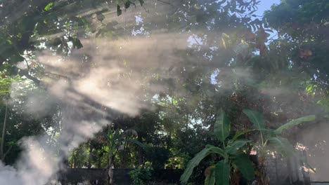 Bright-sunlight-shines-through-the-branches-of-the-trees-with-smokes