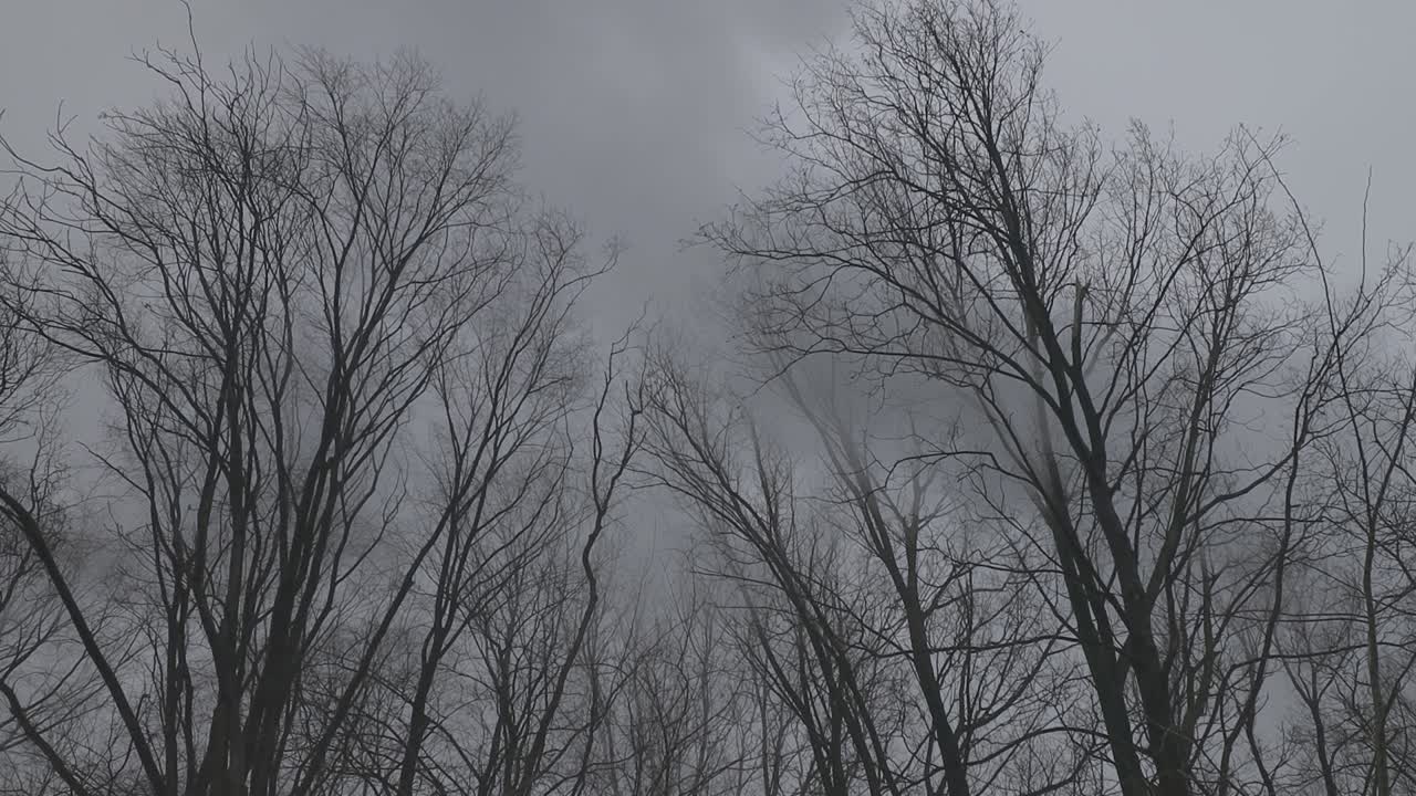 잎이없는 나무 꼭대기에 흐르는 연기