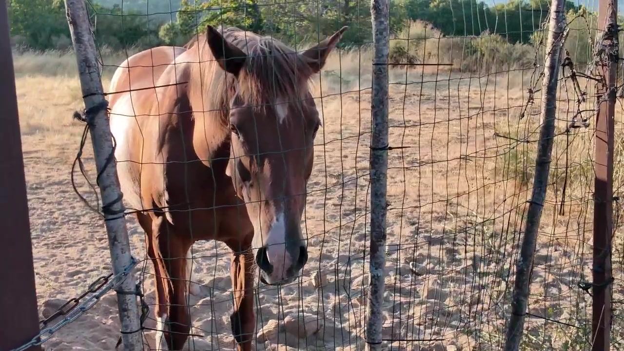 Maestoso cavallo marrone che cammina verso la telecamera dietro una recinzione di filo metallico in un campo di campagna soleggiato