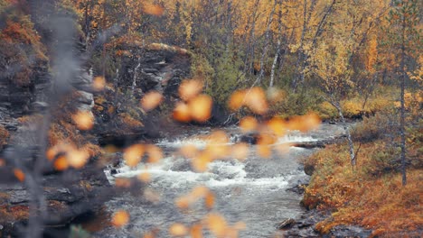 the shallow river cascades in the rocky riverbed through the autumn forest