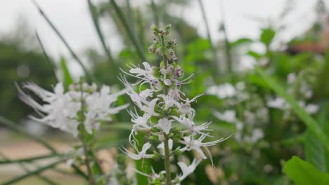 close-up of white flowers with long petals