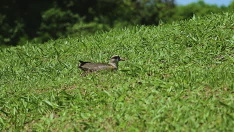 Female-Southern-Lapwing-Bird-hatching-eggs-at-Botanical-Garden-in-Bauru