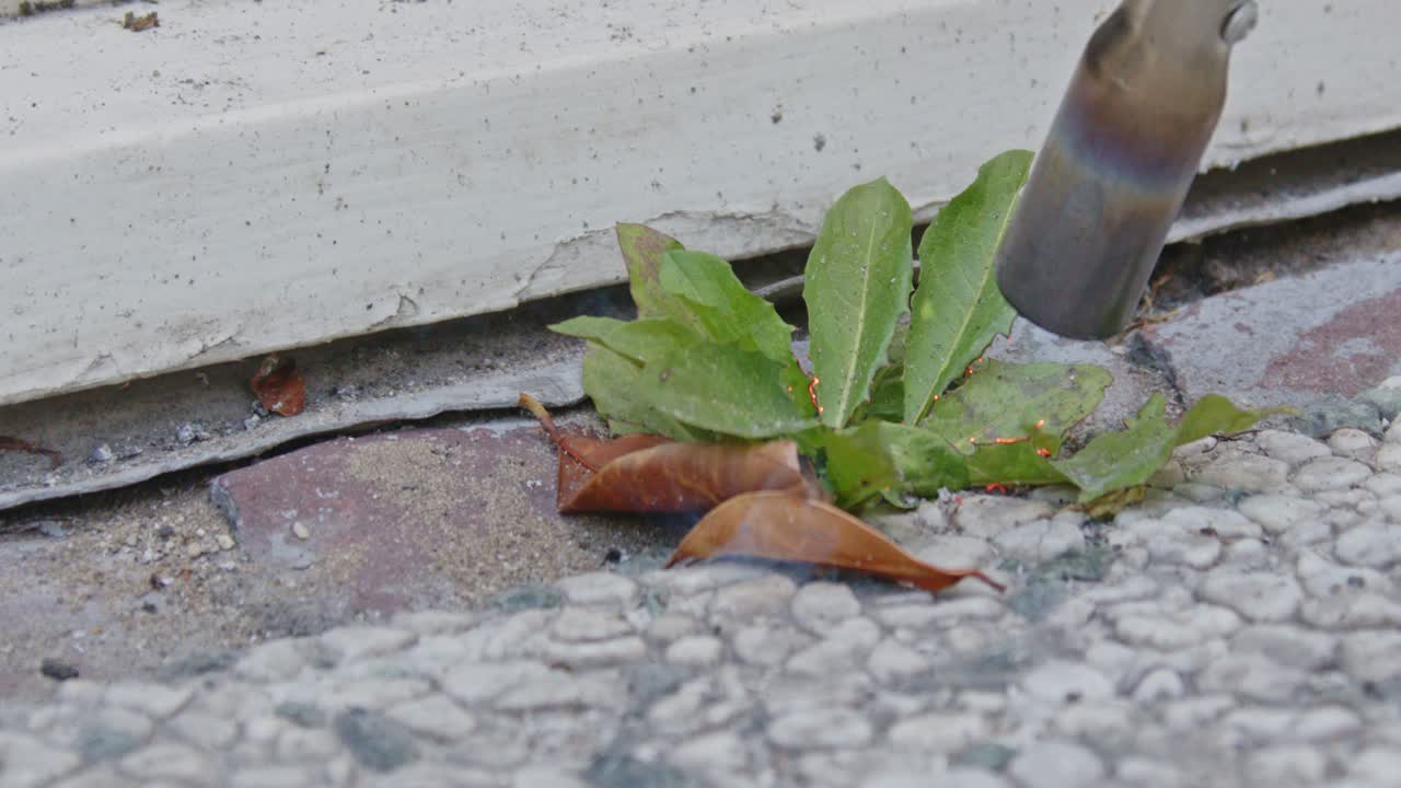 Weed burner being used to get rid of weeds growing between garden tiles