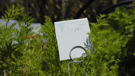 signo de planta de zanahoria en el jardín desde las hojas hasta la raíz agricultura de alimentos orgánicos