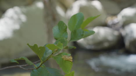 Panning-shot-of-leaf-to-small-waterfall-running-into-creek-located-in-Santa-Paula-Punch-Bowls-Southern-California