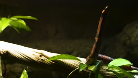 Honduran-Milksnake-4k-Moving-up-from-branch