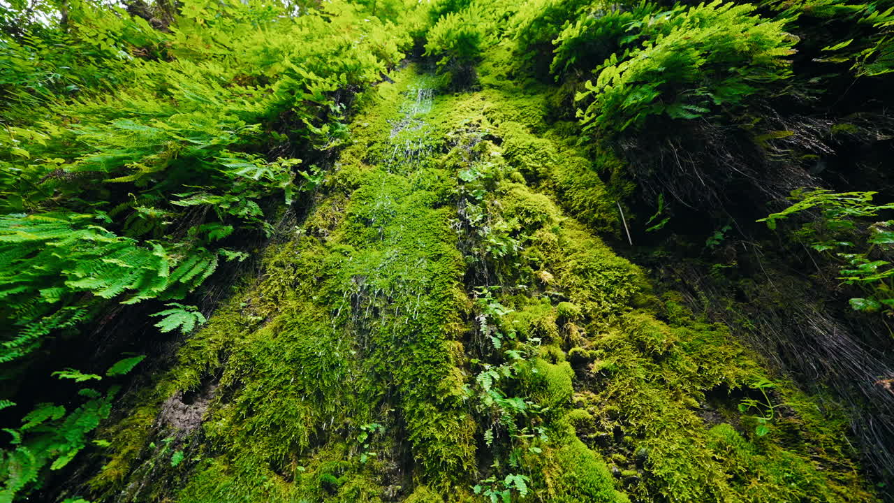 Waterfall down a moss and fern covered rock