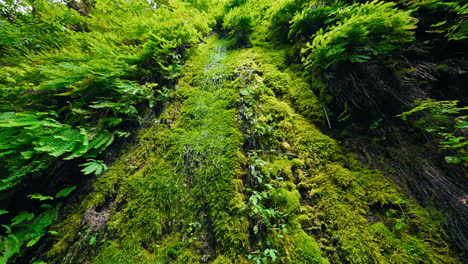 waterfall down a moss and fern covered rock