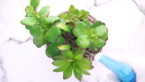 watering succulents in a pot