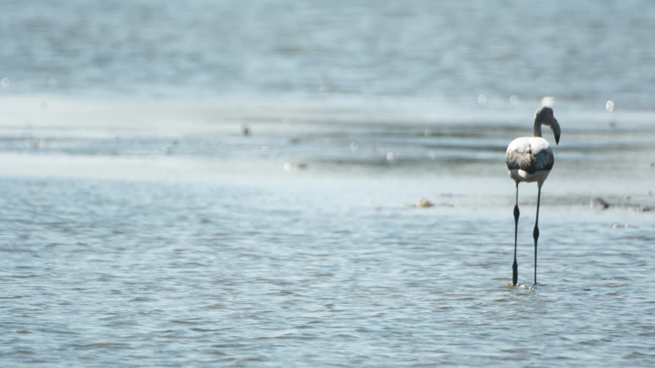 델타 플라밍고 43