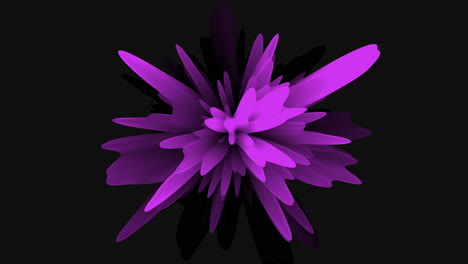 purple flower blooming on black