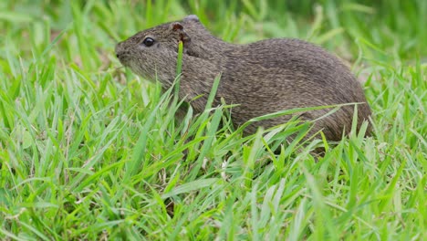 Brazillian-Guinea-Pig-profile-view-eating-in-tall-grass