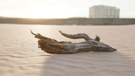 madera a la deriva en una playa de arena al atardecer