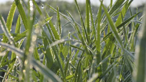 green grass in hoarfrost against sunlight