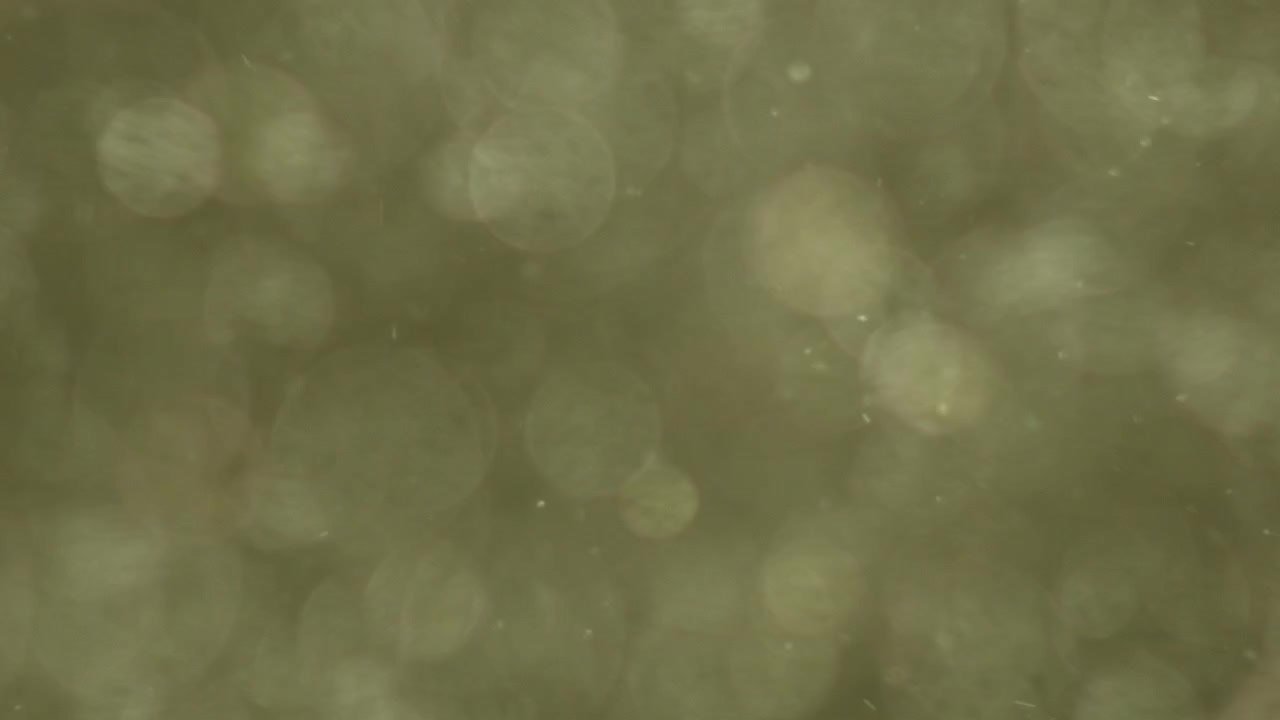 Sfondo Bokeh Verde Scintillante con Particelle di Polvere Fluttuanti