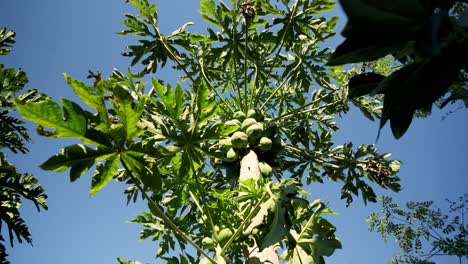 nice wide shot from the ground of papayas on a healthy big tree with leaves all around blue sky vegan vegetarian