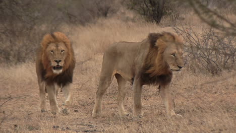 Two-male-lions-walking-together-then-a-playful-cub-pounces-and-jumps-on-one-of-them