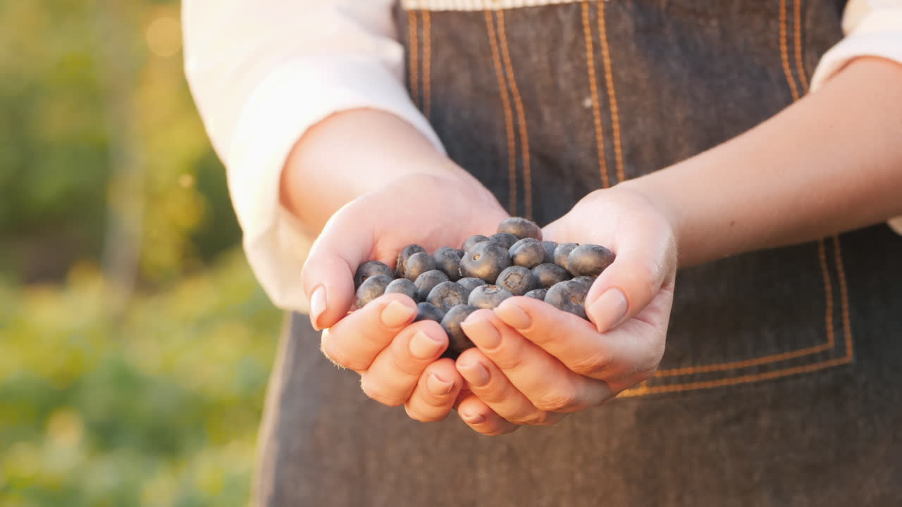 농부는 블루베리 한 그릇을 들고 있다