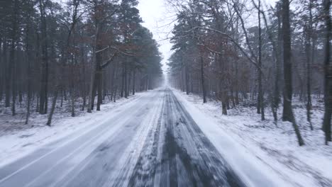 beautiful winter forest scenery at the roadside - moving medium shot