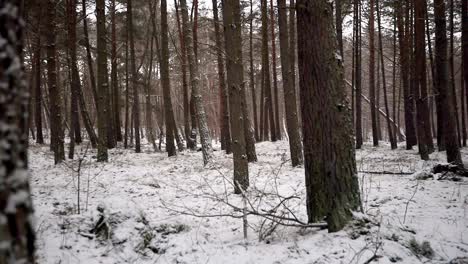 Nevando-En-El-Bosque-Con-árboles-Altos,-Tiro-Cinematográfico-Cambiante-Del-Estilo-De-Vida-Invernal