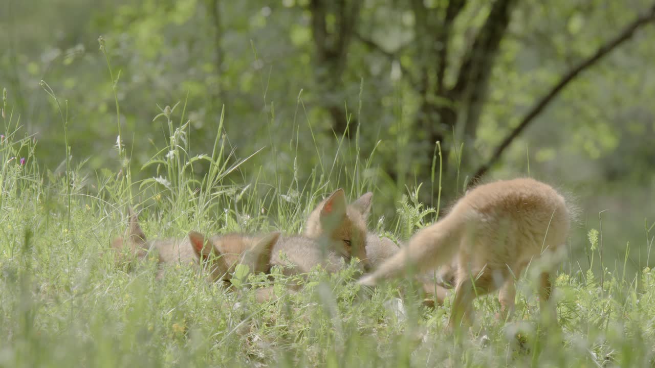 Red fox cubes (vulpes vulpes) in the sun, in a spring day, in a mediterranean forest, in Tiétar Valley, Spain