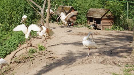 A-flock-of-Eurasian-spoonbill-sits-on-the-ground