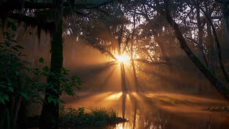 sunlight piercing through a misty swamp forest