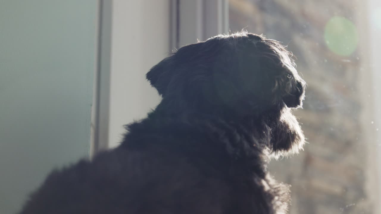 렌즈 플레어로 밖을 내다보는 검은 시추 강아지