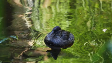 duck swimming in a green pond