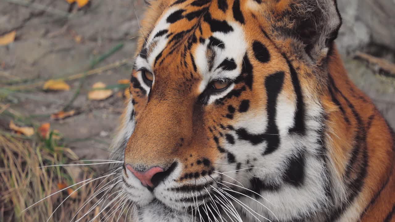 시베리아 호랑이 가까이. 시베리아 호랑이는 개체가 관찰된 지역에 따라 아무르 호랑이, 만주 호랑이, 한국 호랑이, 우수리아 호랑이라고도 불렸습니다.