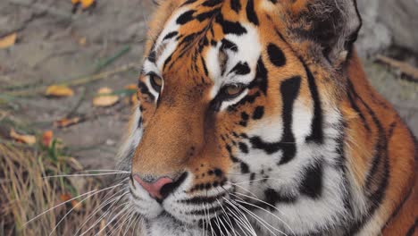 siberian tiger close up. the siberian tiger was also called amur tiger, manchurian tiger, korean tiger,and ussurian tiger, depending on the region where individuals were observed.