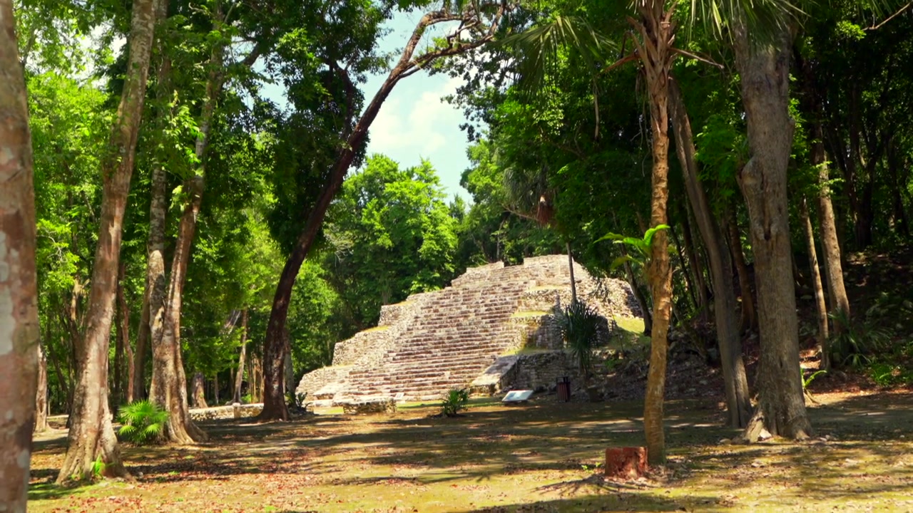 Una fluida ripresa in tilt-down rivela una magnifica antica piramide Maya che emerge dalla fitta giungla tropicale nella Zona Archeologica di Oxtankah.