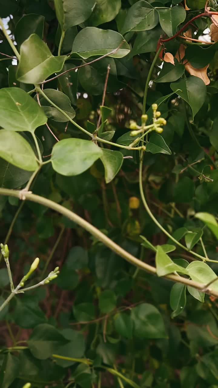primer plano de una planta con hojas verdes vibrantes