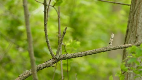 紅翼鳥 (turdus iliacus) 一只鳥從坐在樹枝上飛走