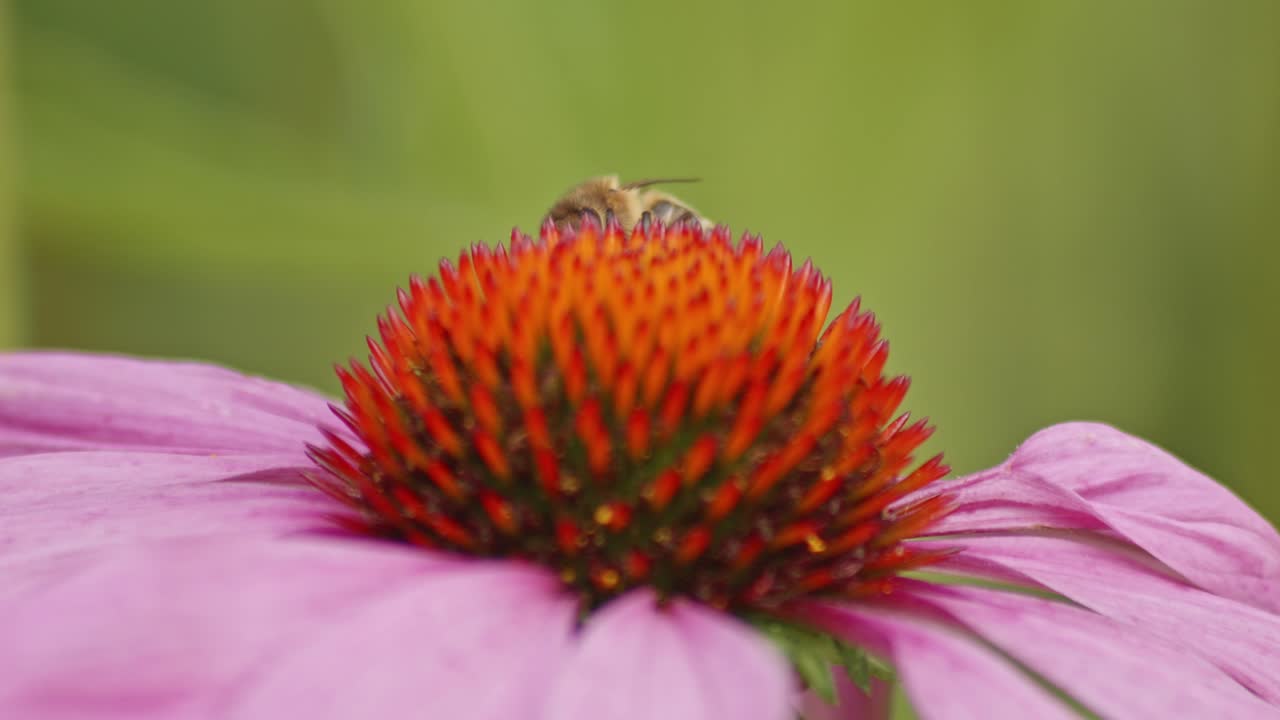 macro extremo de una abeja silvestre bebiendo néctar en la cabeza de la coneflower y despegando en vuelo