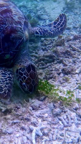 a serene sea turtle glides underwater in a vertical video clip format.