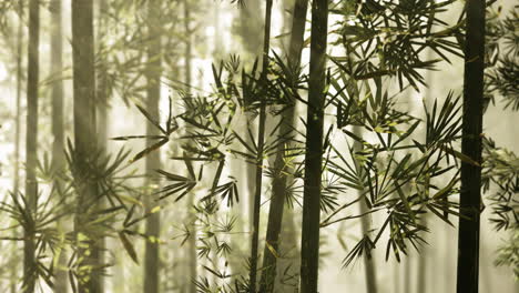 misty bamboo forest