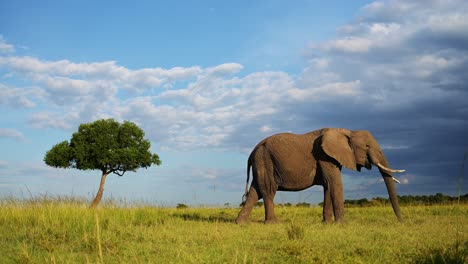 Slow-Motion-of-Masai-Mara-African-Elephant,-Africa-Wildlife,-Big-Large-Male-Bull-Elephant-in-Kenya,-Low-Angle-Shot-of-Safari-Animals-Feeding-Eating-Grazing-on-the-Savanna-on-Blue-Sky-Day-in-Sun