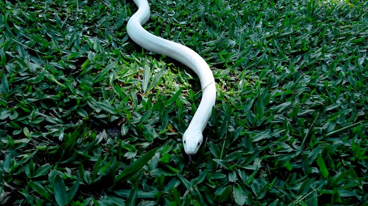Leucistic rat snake walking through the grass