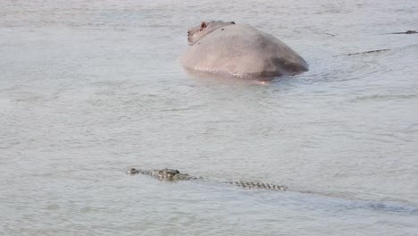 a hippopotamus sits just out of the water as an alligator stealthy swims behind