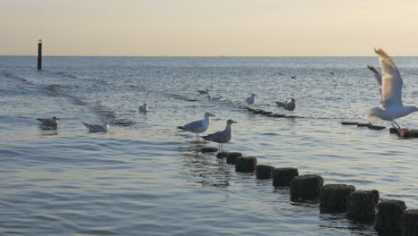 gaviotas sentadas en espigones de madera, una de ellas se aleja y deja una pluma atrás