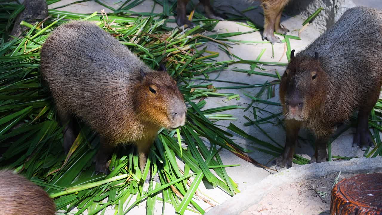Capybaras enjoying fresh greens in Chonburi, Thailand