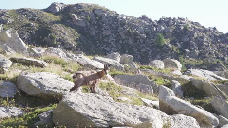 a chamois stand alone on a rock in the alps mountains