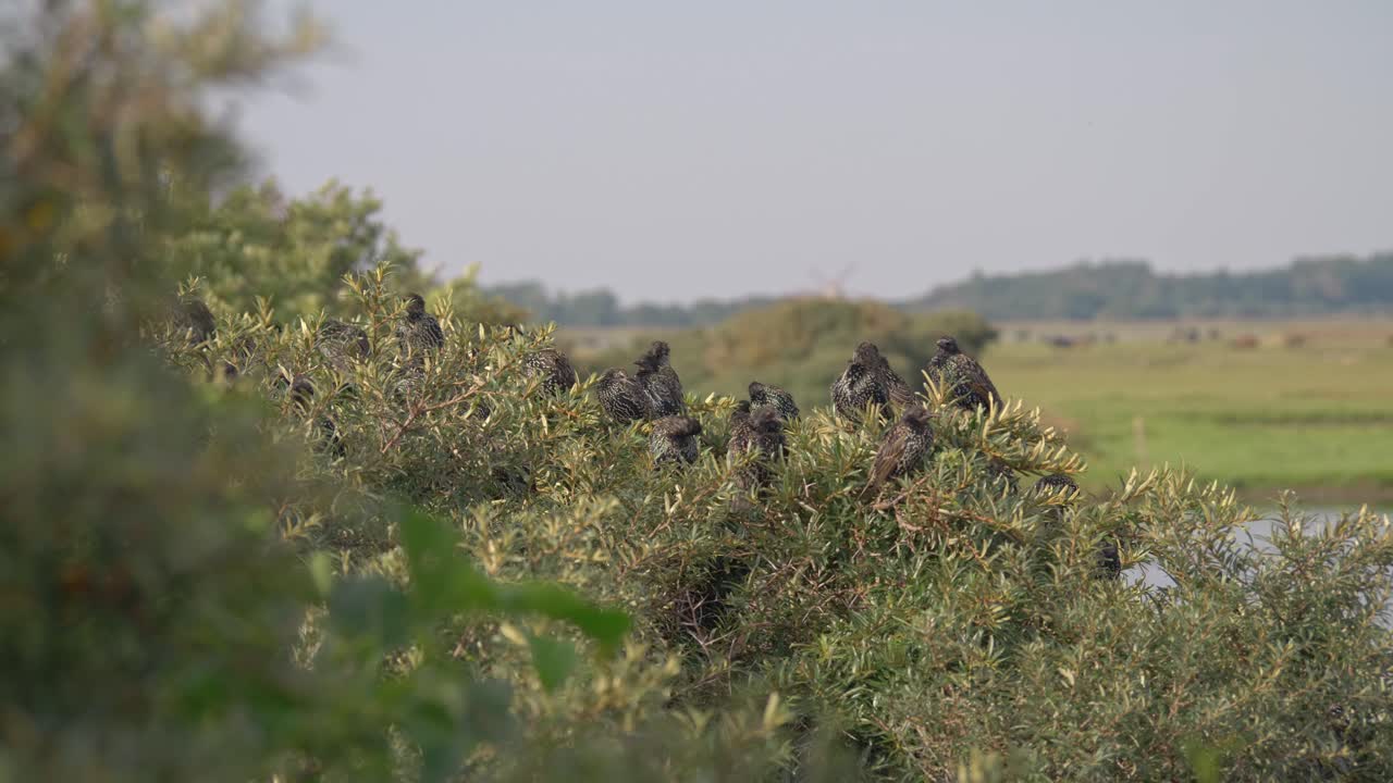 grupo de estorninos europeos juntos en la parte superior del arbusto en los humedales, vida silvestre de dinamarca